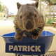 Internet-famous Patrick the wombat at the Ballarat Wildlife Park in Victoria, Australia (Facebook/Ballarat Wildlife Park)